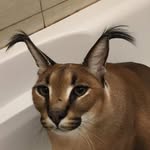 Amelia Bronson - @johne.smiff - Instagram