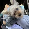 Amelia browning - @amelia.browning0v202 - TikTok