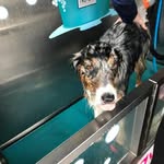 Amelia Budd (Poppy's owner) - @poppy_dog148 - Instagram