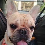 🌸Amelia 🌸 - @amelia_bulldogfrances - Instagram