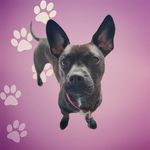 Amelia - @amelia_french_bull_jack - Instagram