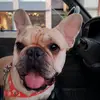 Amelia BulldogFrances - @amelia.bulldogfra - TikTok