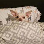 B Amelia Cantrell - @snax_n_sleeps - Instagram