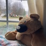 Amelia “the bear” Crabtree - @ameliathebear.org_ - Instagram