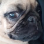 Amelia Ewing - @neonpiggie - Instagram