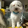 Amelia Ewing - @amelia.ewing5 - TikTok