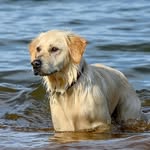 Amelia | field golden retriever - @golde_namelia - Instagram
