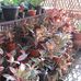 AMELIA FLORA - Facebook