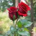 Amelia Flora - Facebook