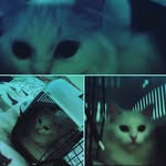 Amelia Graham - @petsittingcornwall - Instagram