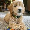 amelia_graham - @amelia.graham - TikTok