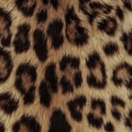𝐀𝐌𝐄𝐋𝐈𝐀 𝐇𝐀𝐂𝐊𝐄𝐓𝐓🐆🥂🖤 - @amelia_hackett19 - Instagram