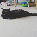 Amelia Howe - @my_cute_cat_chilli - Instagram
