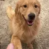 Amelia Hutton - @amelia.hutton86 - TikTok