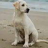 Amelia.hutton - @amelia.hutton - TikTok