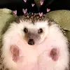 Weronika Karcz646 - @ameliakrol562 - TikTok