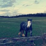 Amelia-Lee Lloyd - @lloydsequestrian27 - Instagram