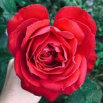 Amelia maxwell - @ameliamaxwell_2021 - Instagram