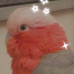 Amelia Mcelroy - @lunar_the_parrot - Instagram