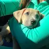 Amelia_the_Little_Pittie_Mix - @ariellegracee - TikTok