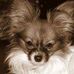 Amelia Alvilde Pedersen - Facebook