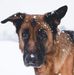 Amelia Pedersen-Hundetrener under opplæring - Facebook