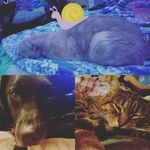 Flynn, Amelia & Penny - @flamelope - Instagram