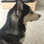 Amelia Pollard - @amelia_pollard601 - Instagram