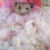 Amelia Roper🐹 - @meli.the.worm - TikTok