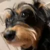 Amelia - @ameliashaw - TikTok
