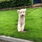 Amelia Shaw - Facebook