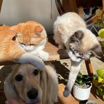 Amélia, Leona, Sheldon e Cacau - @ameliaecats - Instagram