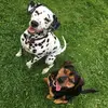 Dally and Rottie - @ameliasheldon5 - TikTok