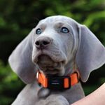 Isabella Amelia Silver Force - @isabella_weimaraner - Instagram