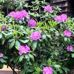 Amelia Soler - @soler6855 - Instagram