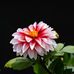 Amelia Wells - Facebook