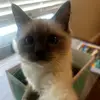 nemo - @amelia.wimer - TikTok