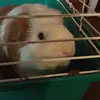 amelia witte  - @wer48656 - TikTok