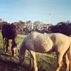 Amelia wolf - @_amelia.wolf_ - TikTok