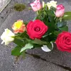 🌹amelie_arnold🌹 - @ameliearnold67 - TikTok