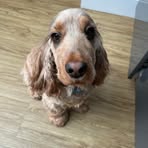 Amelie Cook - Facebook