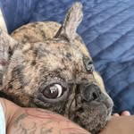Amelie Coxinha - @amelie_coxinha - Instagram