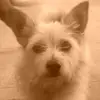 amelie Evans - @amo_evans - TikTok