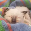 Amelie Forest - @amelie.forest8 - TikTok