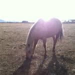 Amelie Binning - @ameliehunter_deer_elk_watchout - Instagram