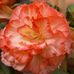 Amelie Scott - Facebook