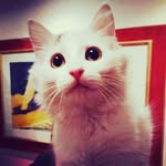 Amelie Shepherd Grey - @amelie.thecat - Instagram