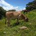 Amelio Torres - Facebook