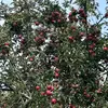 Canadian Apple - @amerbitar - TikTok