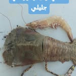 ماهي فروشي جليلي بندر ديلم - @amer__jalili - Instagram